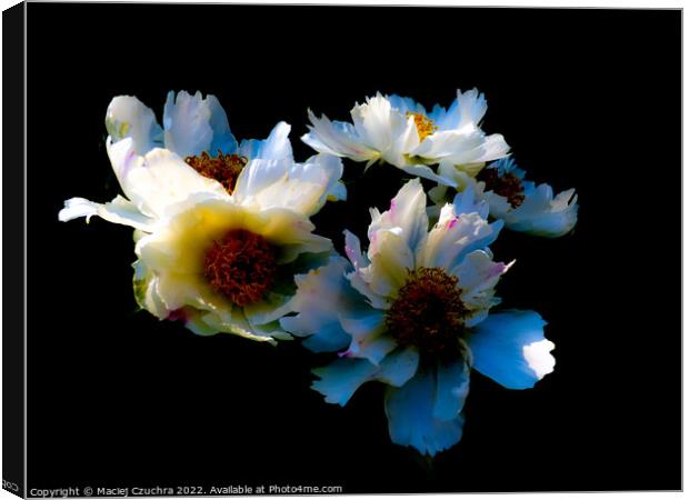 Blooming Peonies Canvas Print by Maciej Czuchra