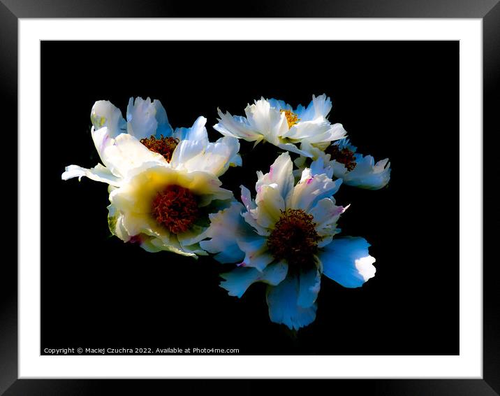 Blooming Peonies Framed Mounted Print by Maciej Czuchra