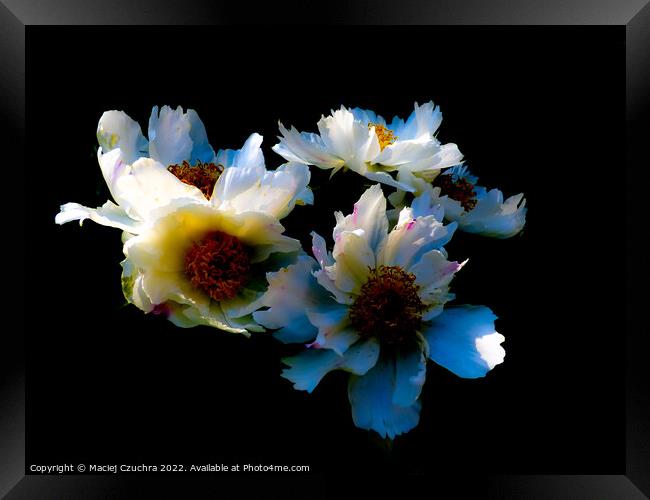 Blooming Peonies Framed Print by Maciej Czuchra
