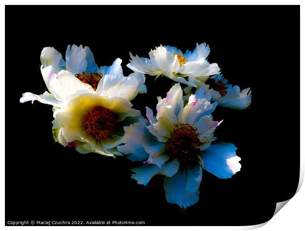 Blooming Peonies Print by Maciej Czuchra
