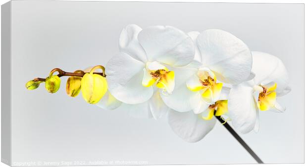 Moth Orchid Canvas Print by Jeremy Sage