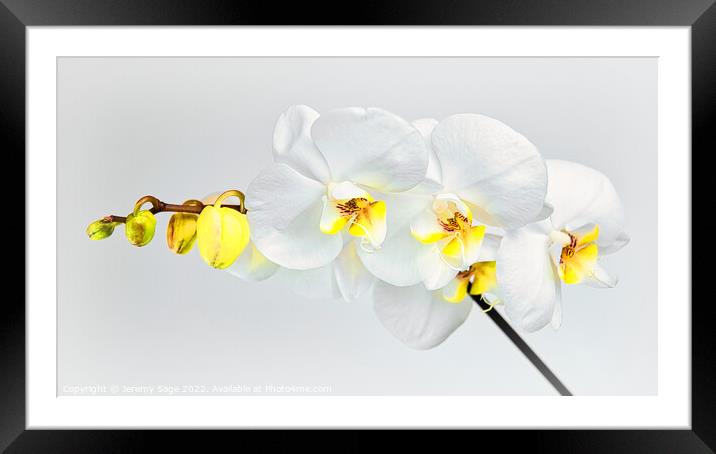 Moth Orchid Framed Mounted Print by Jeremy Sage
