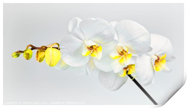 Moth Orchid Print by Jeremy Sage