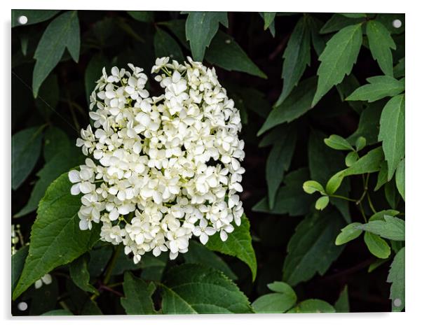 White hydrangea Acrylic by Gerry Walden LRPS