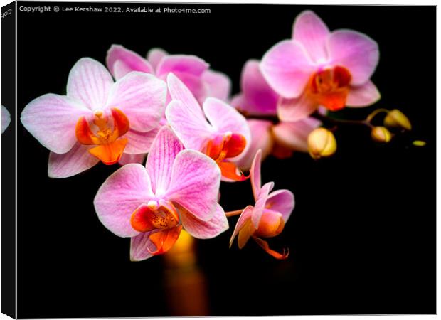 Orchid Canvas Print by Lee Kershaw