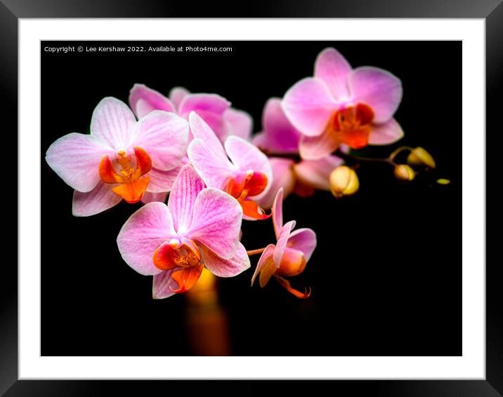 Orchid Framed Mounted Print by Lee Kershaw