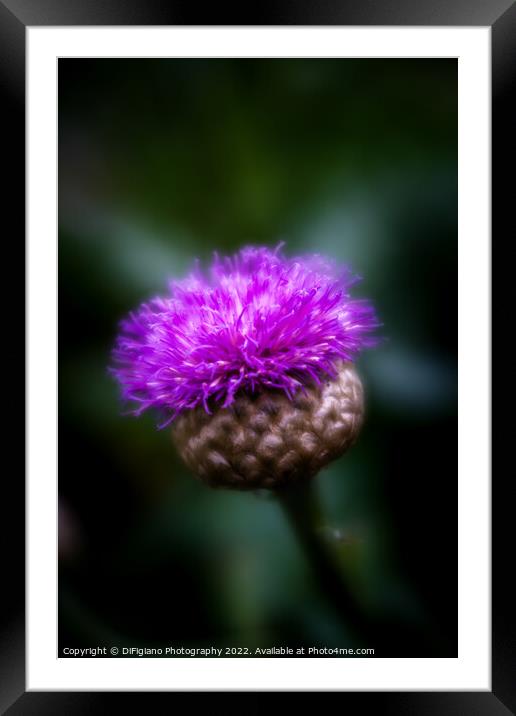 Flower of Scotland Framed Mounted Print by DiFigiano Photography