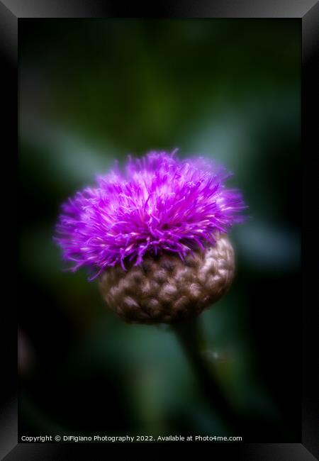 Flower of Scotland Framed Print by DiFigiano Photography