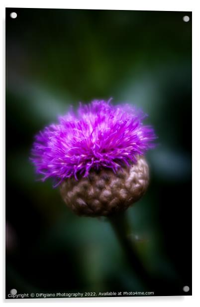Flower of Scotland Acrylic by DiFigiano Photography