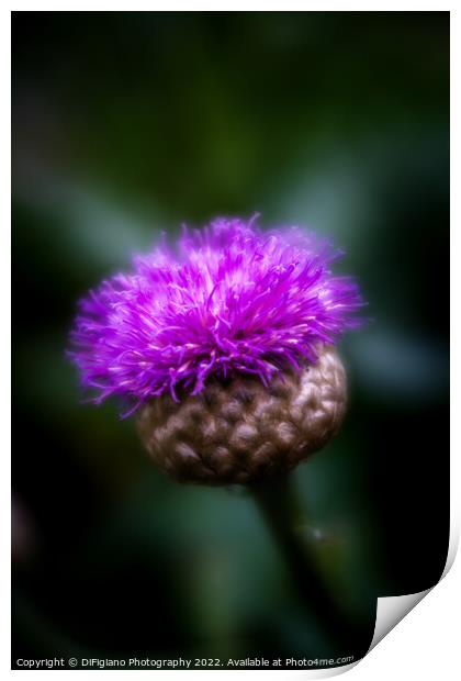 Flower of Scotland Print by DiFigiano Photography