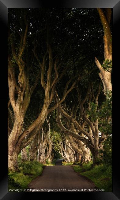 The Dark Hedges Framed Print by DiFigiano Photography