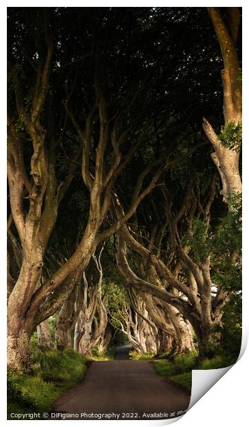 The Dark Hedges Print by DiFigiano Photography