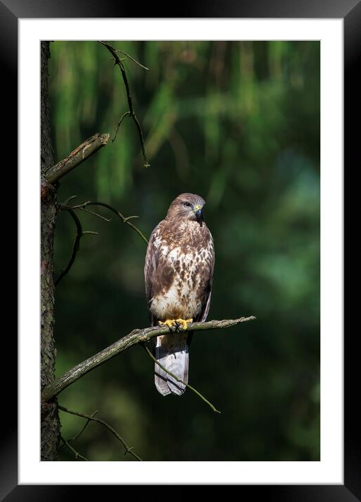 Common Buzzard. Framed Mounted Print by Tommy Dickson