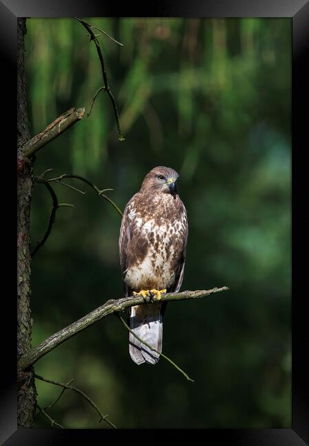 Common Buzzard. Framed Print by Tommy Dickson