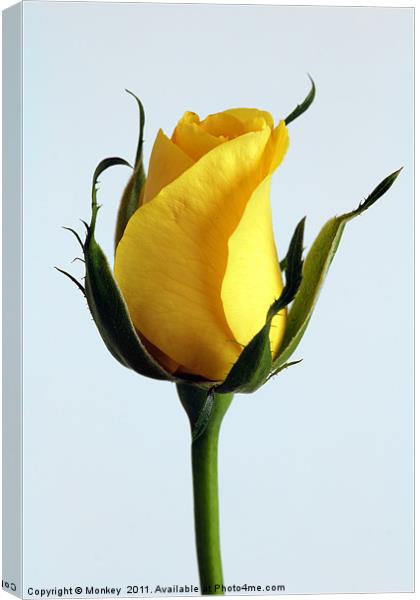 Single Yellow Rose Canvas Print by Anthony Michael 