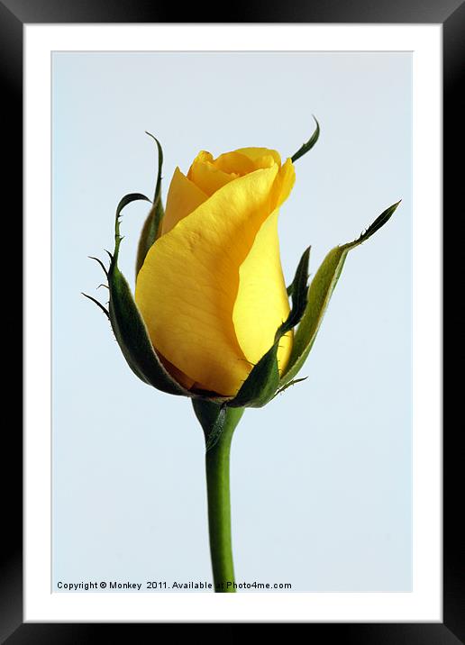 Single Yellow Rose Framed Mounted Print by Anthony Michael 