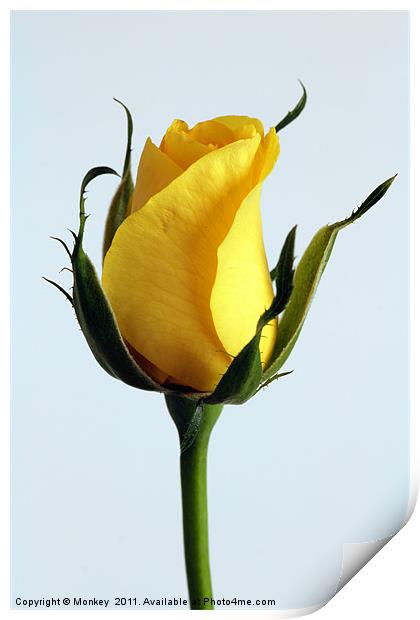 Single Yellow Rose Print by Anthony Michael 