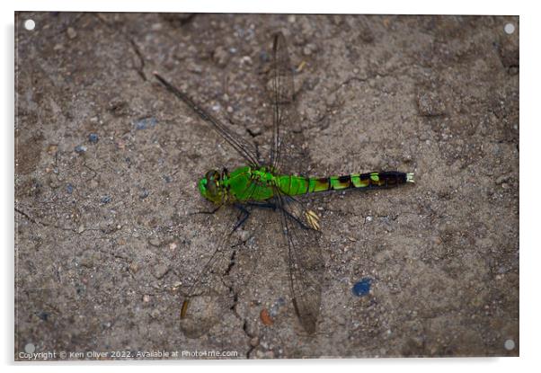 Dance of the Eastern Pondhawk Dragonfly Acrylic by Ken Oliver