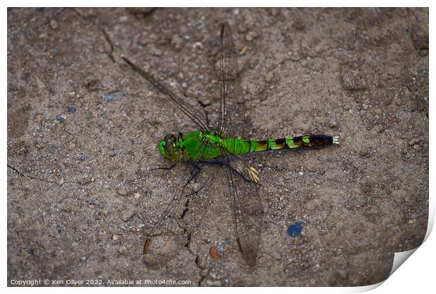Dance of the Eastern Pondhawk Dragonfly Print by Ken Oliver