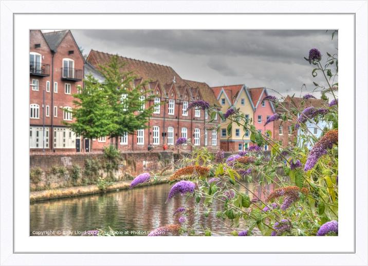 Buddleia along Quayside Norwich.  Framed Mounted Print by Sally Lloyd