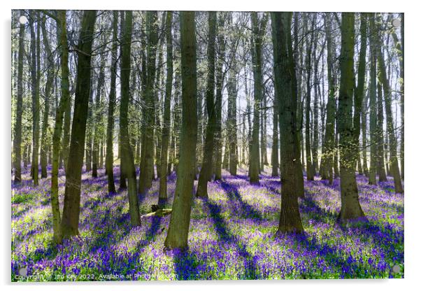 Bluebell Wood  Acrylic by Jim Key
