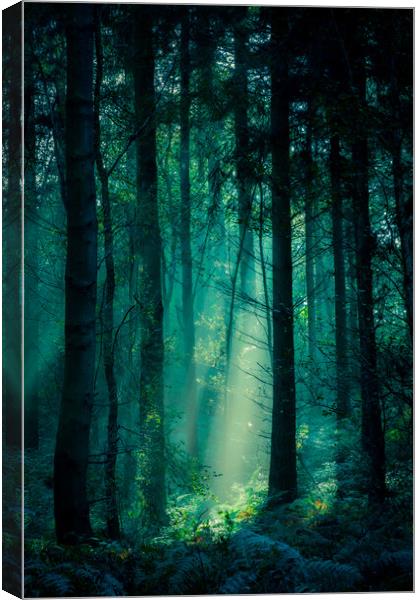 Fairy Light Canvas Print by Colin Menniss