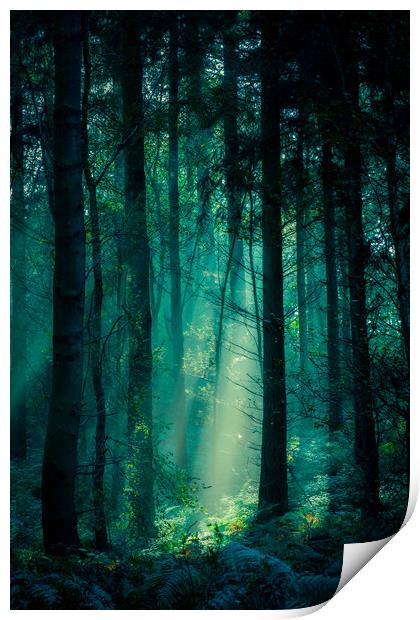 Fairy Light Print by Colin Menniss