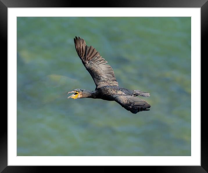 Graceful Flight of the Black Cormorant Framed Mounted Print by Colin Allen