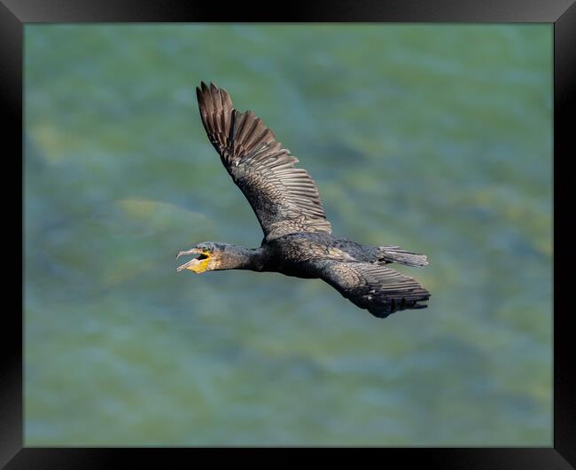 Graceful Flight of the Black Cormorant Framed Print by Colin Allen