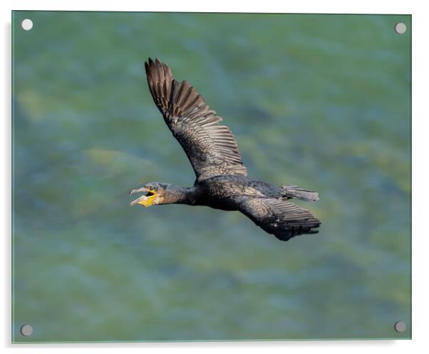 Graceful Flight of the Black Cormorant Acrylic by Colin Allen