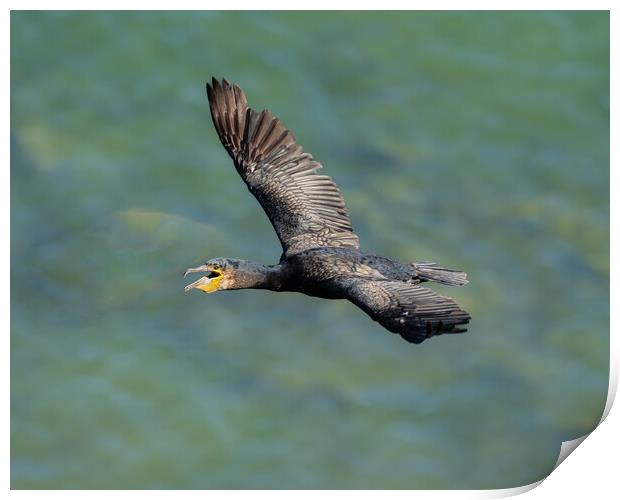 Graceful Flight of the Black Cormorant Print by Colin Allen