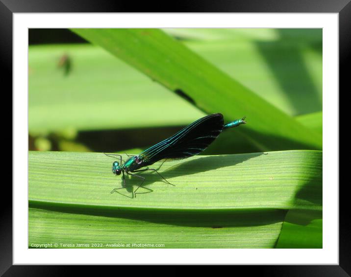 Dragon fly on a leaf Framed Mounted Print by Teresa James