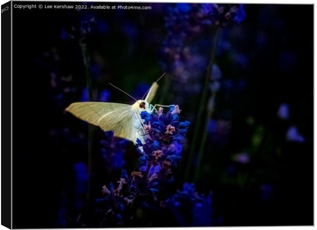 Green Veined White Soar Canvas Print by Lee Kershaw