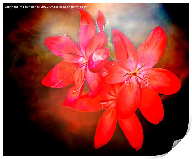 River Lily Print by Lee Kershaw