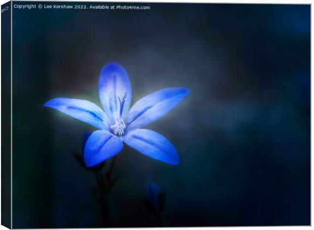 Blue Aphyllanthes Canvas Print by Lee Kershaw