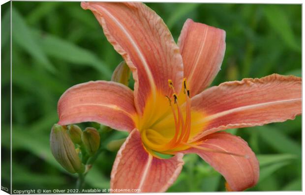 "Radiant Blossom: The Vibrant Canadian Lily" Canvas Print by Ken Oliver