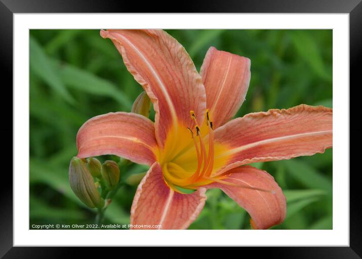 "Radiant Blossom: The Vibrant Canadian Lily" Framed Mounted Print by Ken Oliver