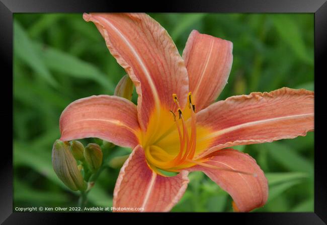 "Radiant Blossom: The Vibrant Canadian Lily" Framed Print by Ken Oliver