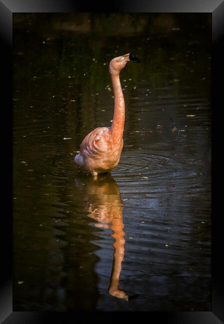 Chilean Flamingo Bird Framed Print by Artur Bogacki