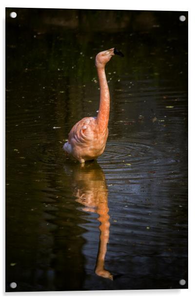 Chilean Flamingo Bird Acrylic by Artur Bogacki