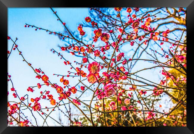 Plum Blossoms West Lake Hangzhou Zhejiang China Framed Print by William Perry