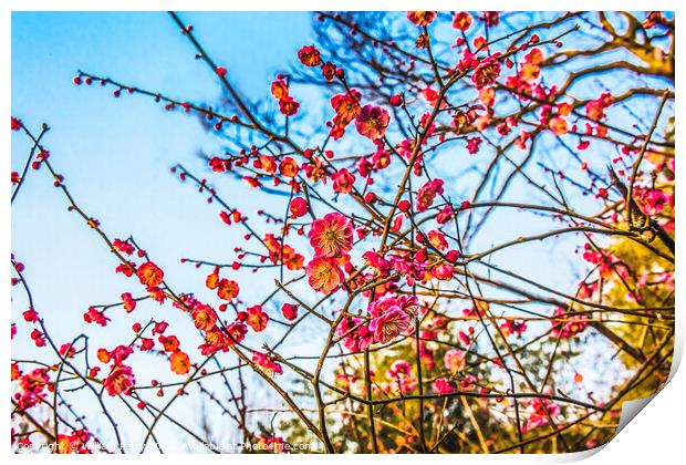 Plum Blossoms West Lake Hangzhou Zhejiang China Print by William Perry