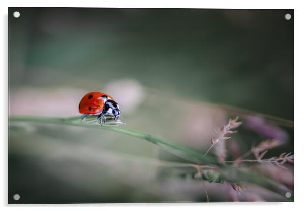 Ladybird Acrylic by Mark Jones