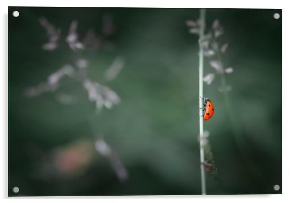 Ladybird Acrylic by Mark Jones