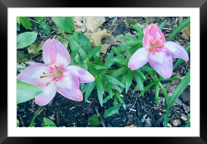 Pink Lilies Framed Mounted Print by Stephanie Moore