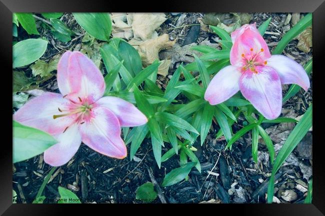Pink Lilies Framed Print by Stephanie Moore