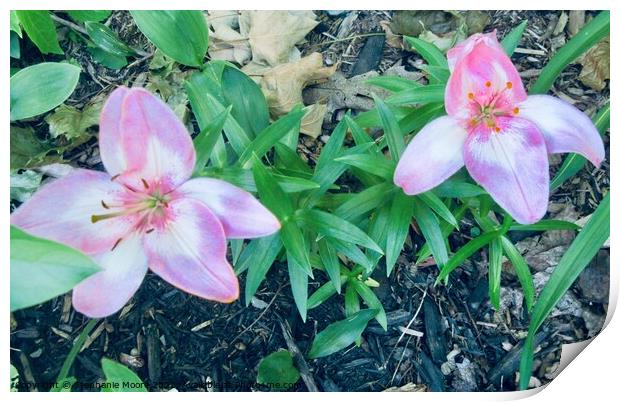 Pink Lilies Print by Stephanie Moore