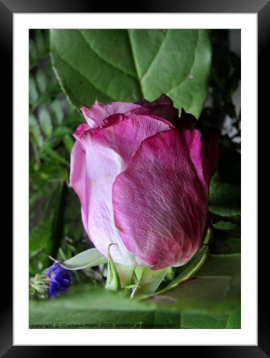 Dying pink rose Framed Mounted Print by Stephanie Moore