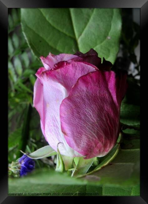 Dying pink rose Framed Print by Stephanie Moore