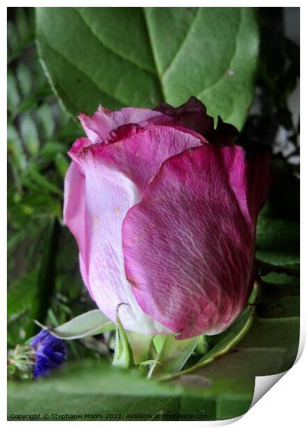 Dying pink rose Print by Stephanie Moore